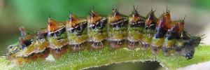 Larvae